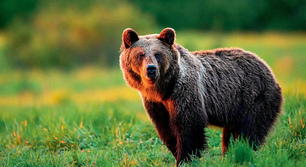 Spor o medvědy na Slovensku: je jich moc a jsou nebezpeční?