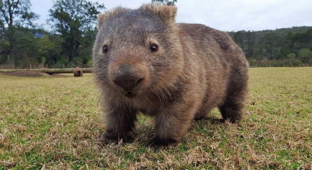 Kvadratura bobku. Vědci odhalili, proč má trus australského vombata tvar krychle