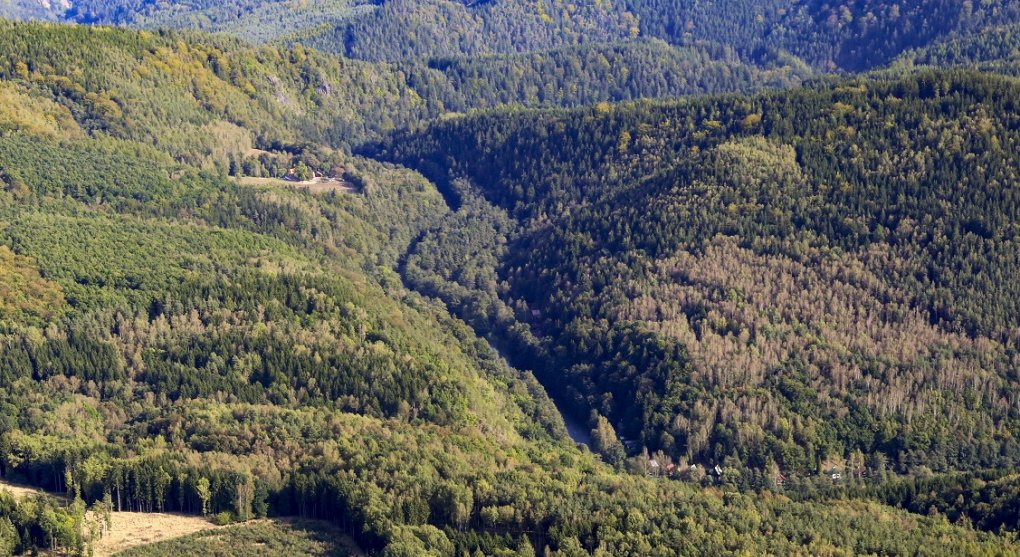 Lýkožrout katolický: Zisk z církevních lesů požírá kůrovec