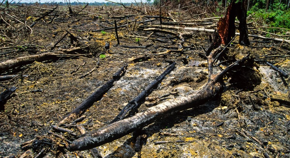 Norsko opět začne zachraňovat Amazonii. Ale až Brazílie ukáže výsledky