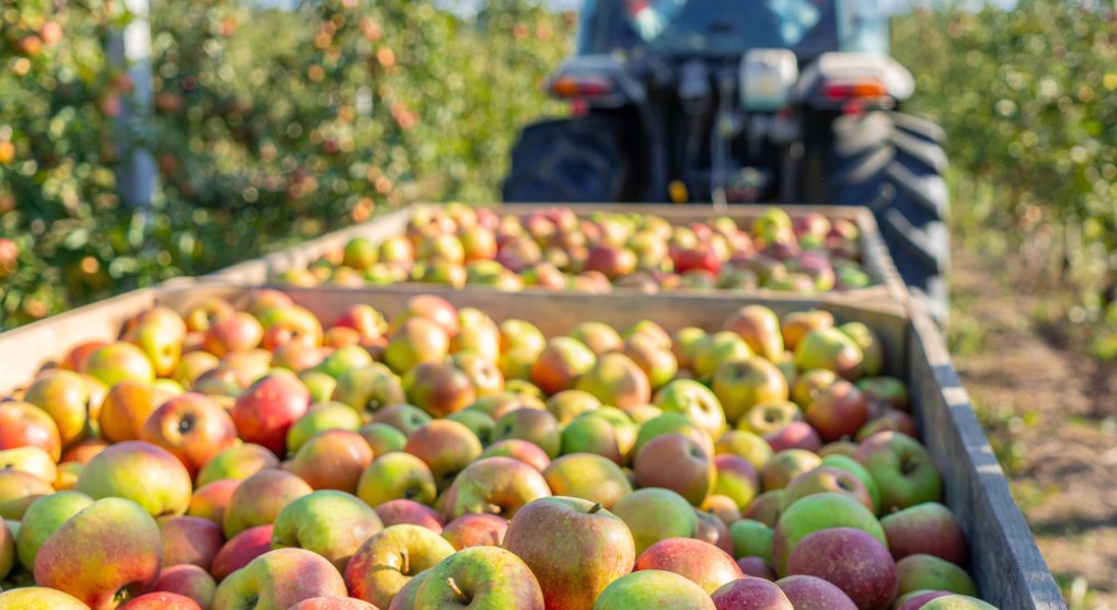 Ztráty ovocnářů na tržbách z úrody zničené mrazy budou 1,3 miliardy