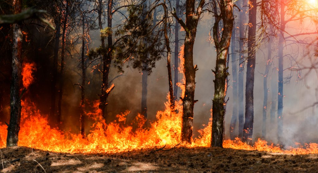 Zvykejme si. Lesních požárů bude kvůli klimatické změně přibývat, už březen byl rekordní