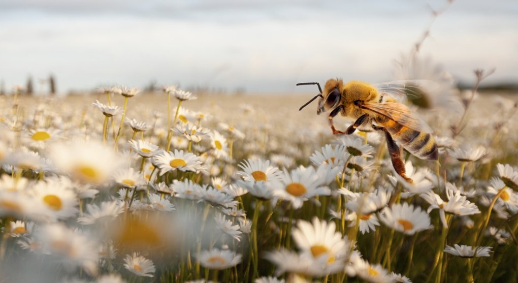 Nový greenwashing? Místo klimatu nyní firmy chtějí zachraňovat biodiverzitu