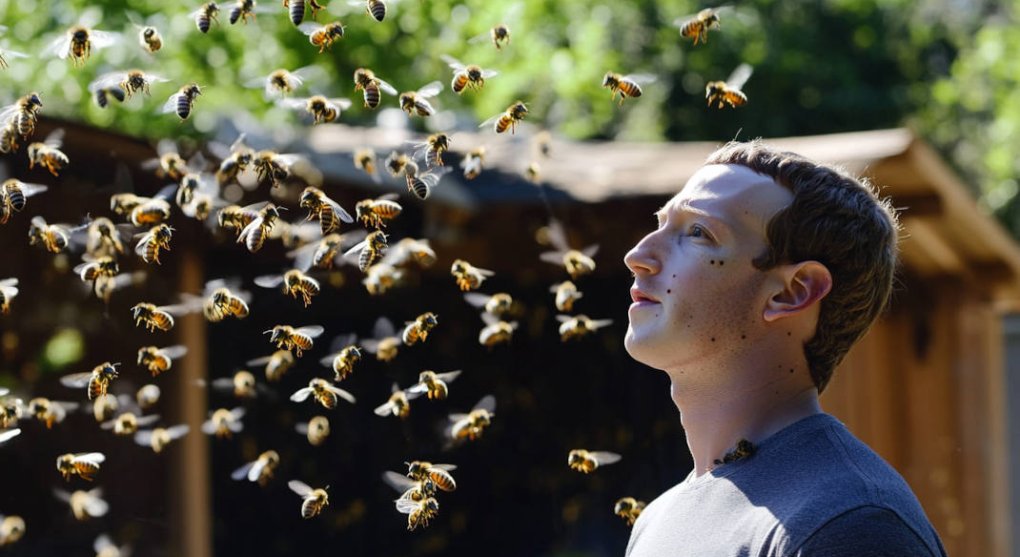 Zuckerbergův projekt AI data centra na jaderný pohon jde zatím k ledu. Mohou za to včely