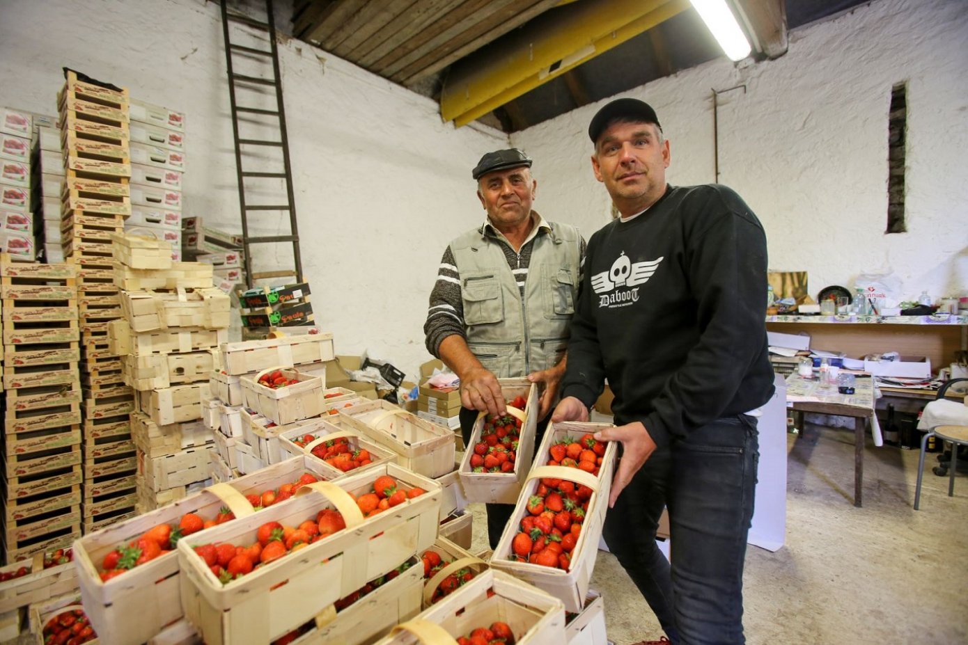 Jiří Sixta (vpravo) hospodaří v Sedlčánkách už třicet let. V posledních osmi sezonách vypomáhal se sklizní jahod i Aurel Čorba z rumunského Zalău.